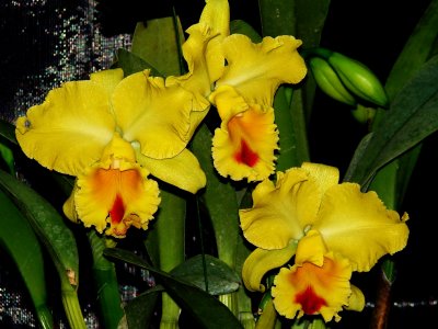 Orchids 2009 040