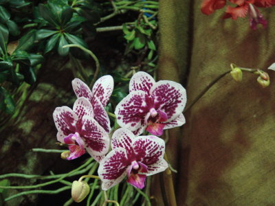 Orchids 2009 043