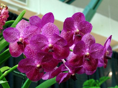 Orchids 2009 044
