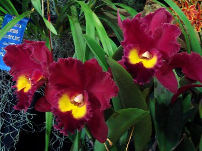 Orchids 2009 045