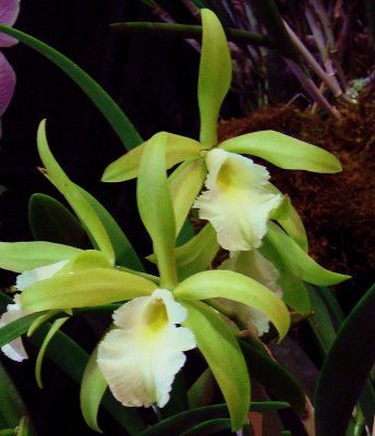 Orchids 2009 046