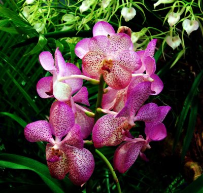 Orchids 2009 063
