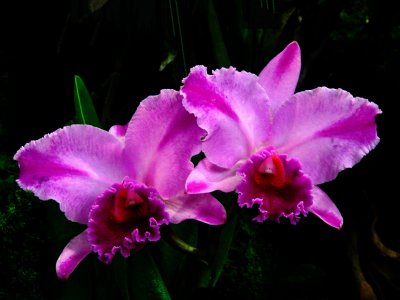 Orchids 2009 076
