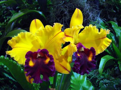 Orchids 2009 096