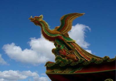 Dragon Roof,  Female (1)