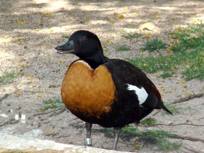 Australian Shelduck (Male)