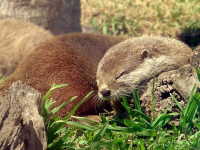 Otter Napping.jpg