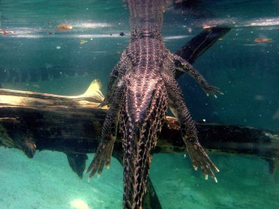 Alligator under Water.jpg