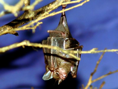 Leaf-Nosed Fruit Bat.jpg