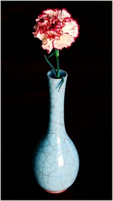 carnation 001.jpg