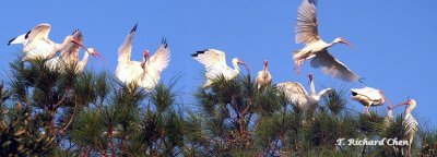 White Ibis