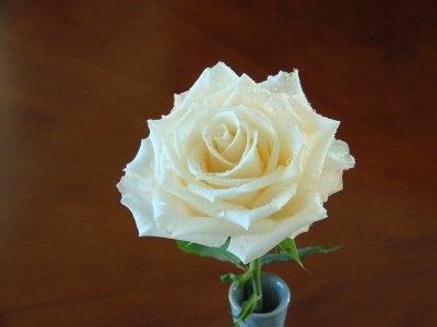 Rose 036.jpg