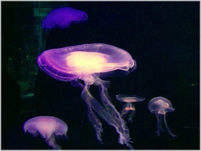 Jellyfish(1)