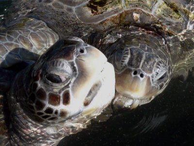 Kissing Turtles