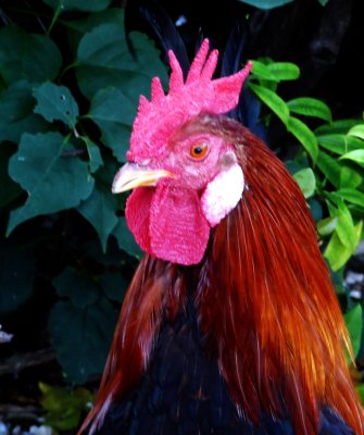 Rhode Island Red