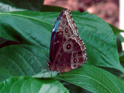 Blue Morpho