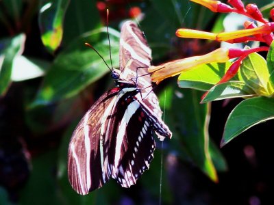 Zebra Longwing.jpg