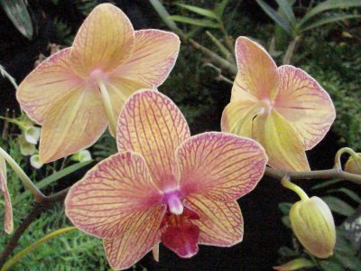 OrchidsRich 044.jpg