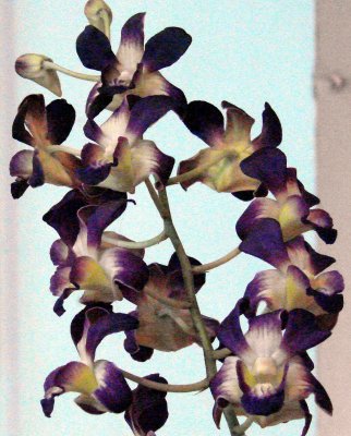 OrchidsRich 064.jpg