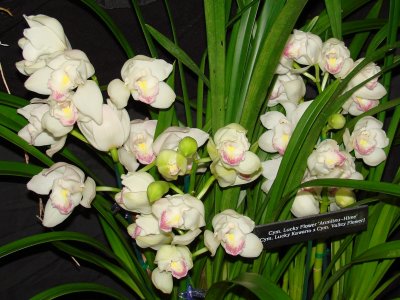OrchidsRich 072.jpg