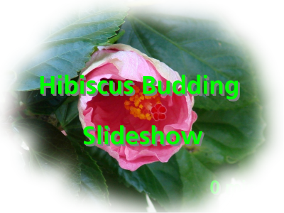  HIBISCUS BUDDING(SLIDESHOW)