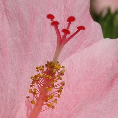 Pink Hibiscus .jpg