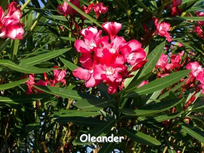 Red Oleander.JPG
