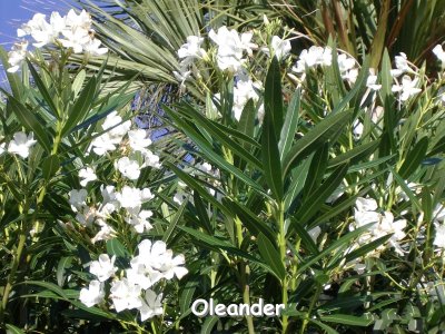White Oleander.JPG