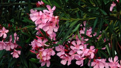 Pink Oleander 1.jpg