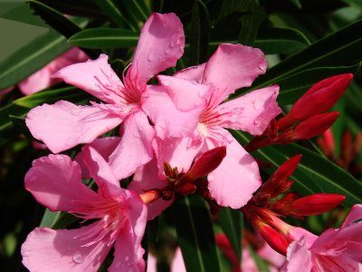 Pink Oleander 4.jpg