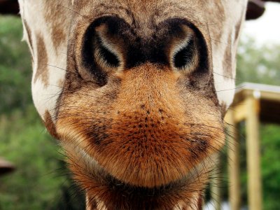 Giraffe Nose