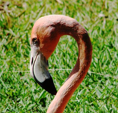 Greater Flamingo .jpg