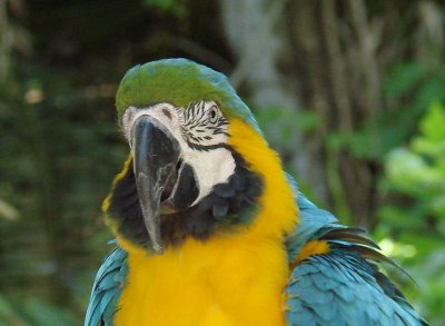 Gold-and-Blue Macaw.jpg