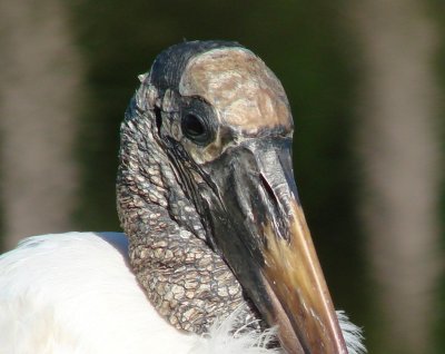 Wood stork.jpg
