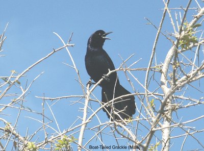 Boat-Tailed Grackle(Male).JPG