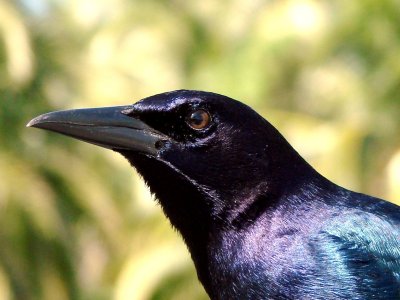Boat-Tailed Grackle 2.jpg