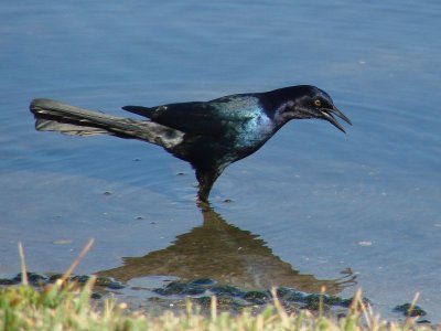 Boat-Tailed Grackle 3.jpg