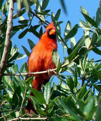 Northern Cardinal (Male) .jpg