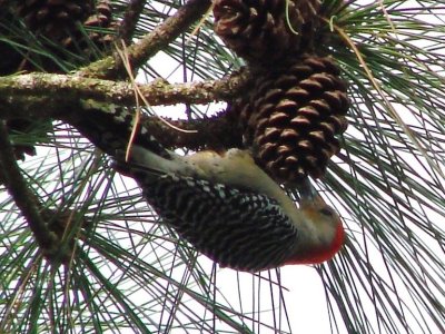 Red-Bellied Woodpecker .jpg