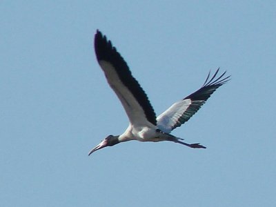 Wood Stork  4.jpg