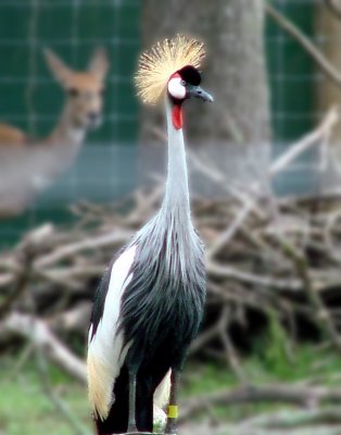 East-African Crowned Crane (Uganda).jpg