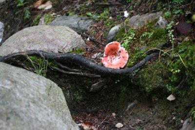 IMG_3799p.JPG