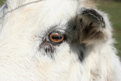 eye of the goat