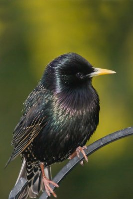 Starling