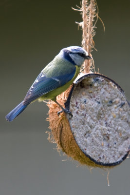 blue tit