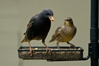 starling mum and fledgeling