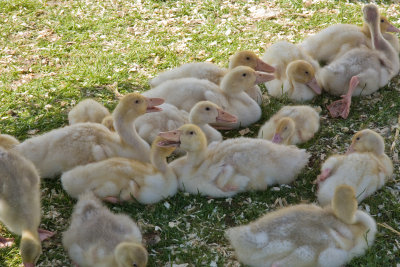 Goose chicks