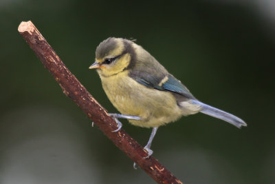 juvenile blue tit