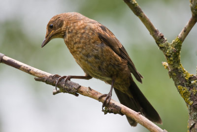 young female blackbird