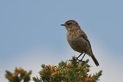 Juvenile stone chat